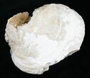 Golden Calcite Crystal Clam Fossil #6555-1